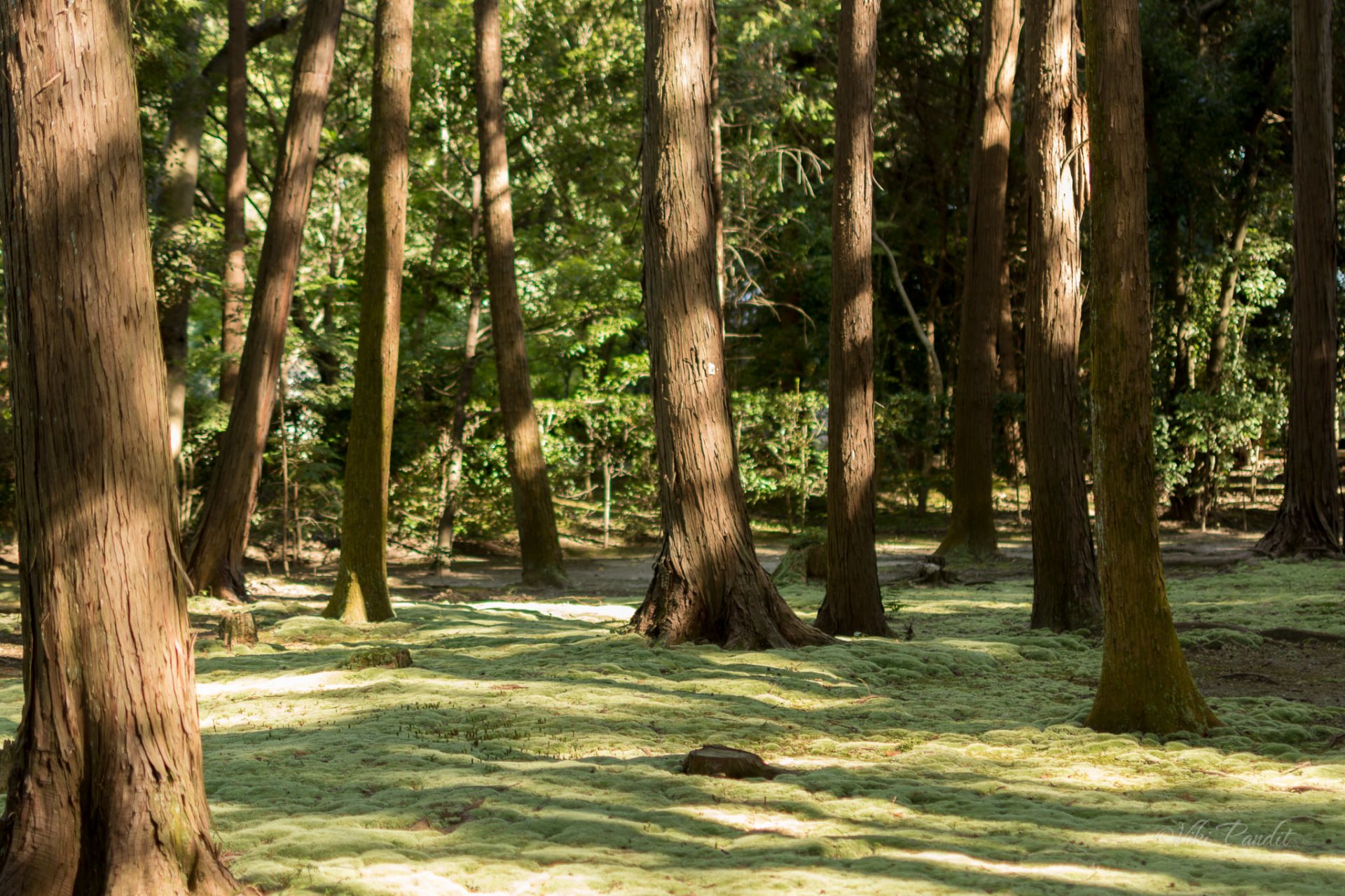 Moss-Garden-Toshodaiji.jpg