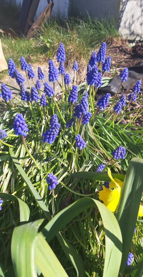 Mouse hyacinth.jpg