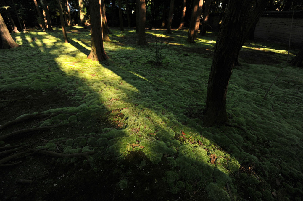mud_and_moss_toshodaiji_nara_7121.jpg