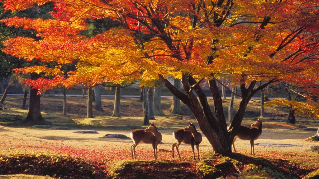 nara-park-autumn.jpg