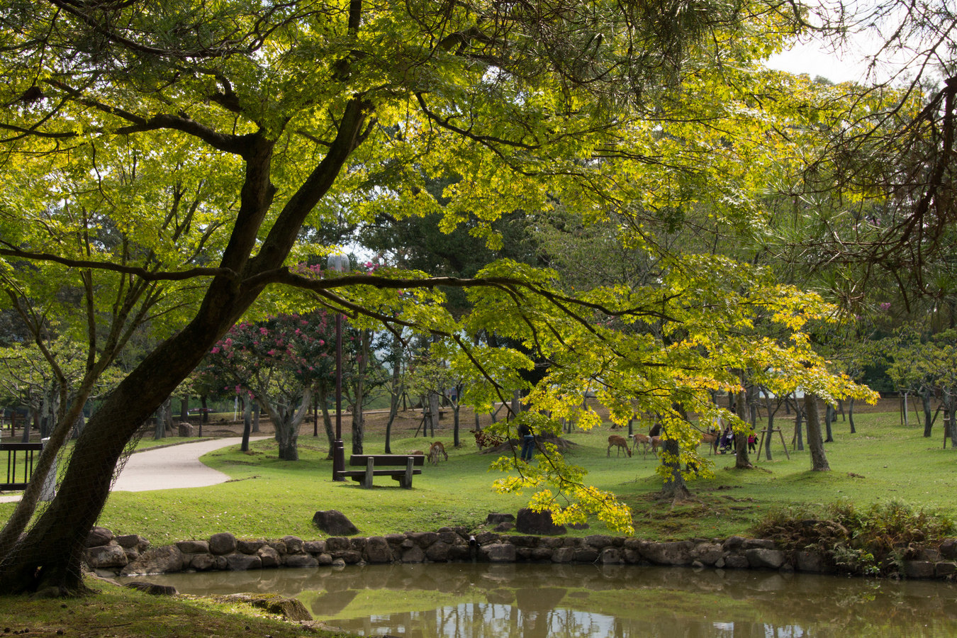 Nara.Park.original.34415.jpg