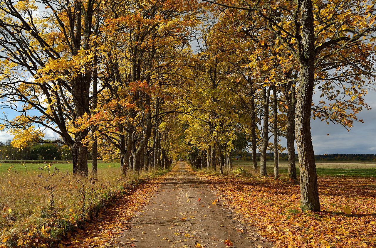 Neeruti_mõisa_allee.jpg