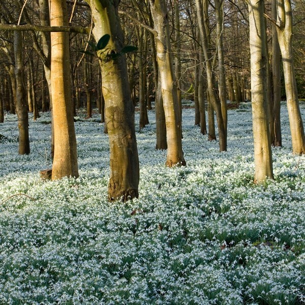 NGS-snowdrops.jpg