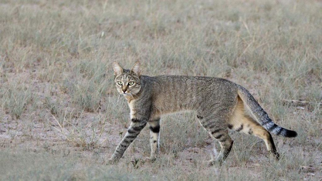 nosatyj-ili-dlinnokljuvyj-kakadu-obshhitelnyj-intellektual-animal-reader.-ru-1-1-1024x576.jpg