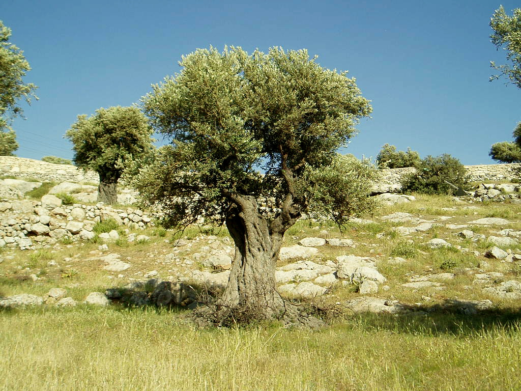 olive-tree-live.jpg