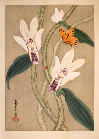 orchids.jpg