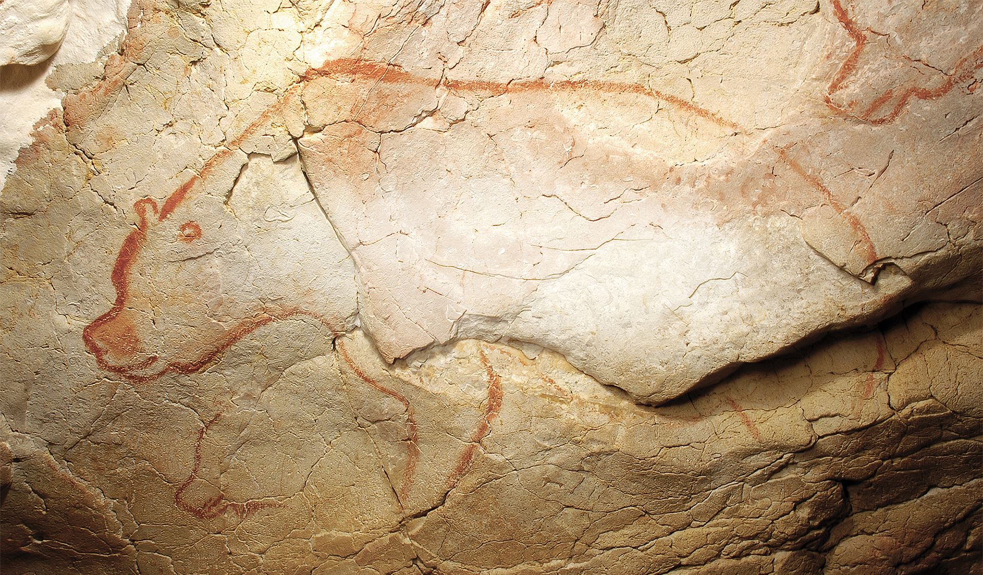 ours-chauvet.jpg