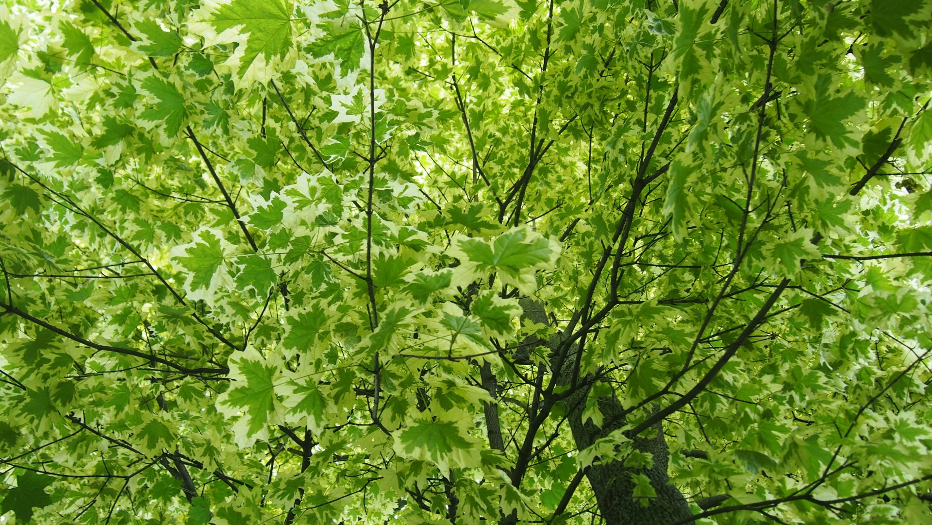 P0016392.JPG