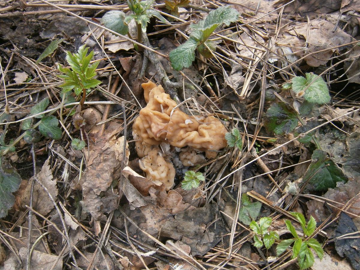 P1082934h.jpg