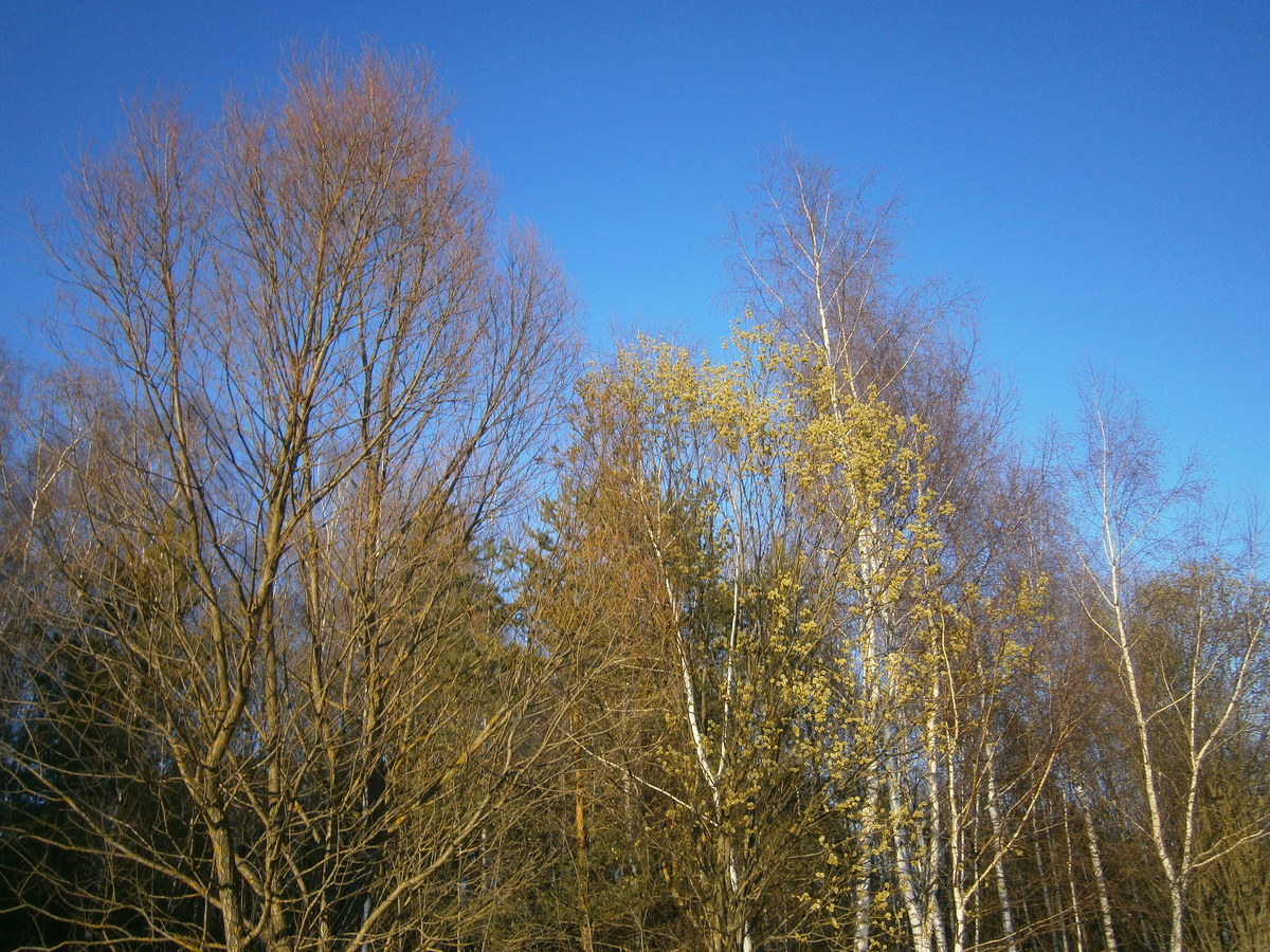 P1175049.JPG