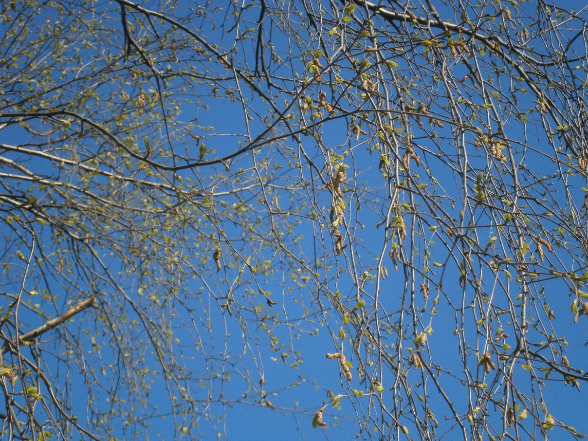 P1312942h.jpg