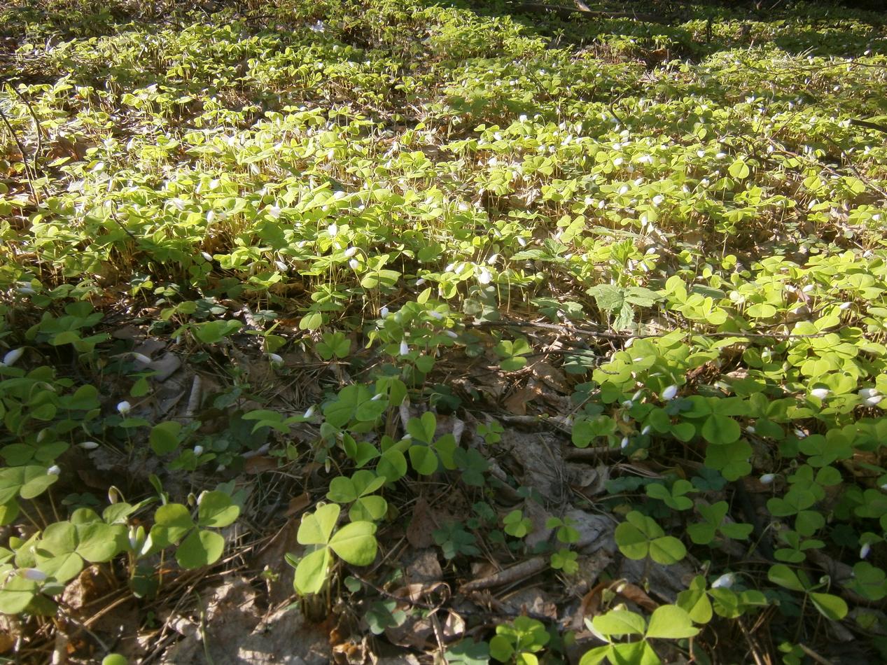 P2021172u.jpg