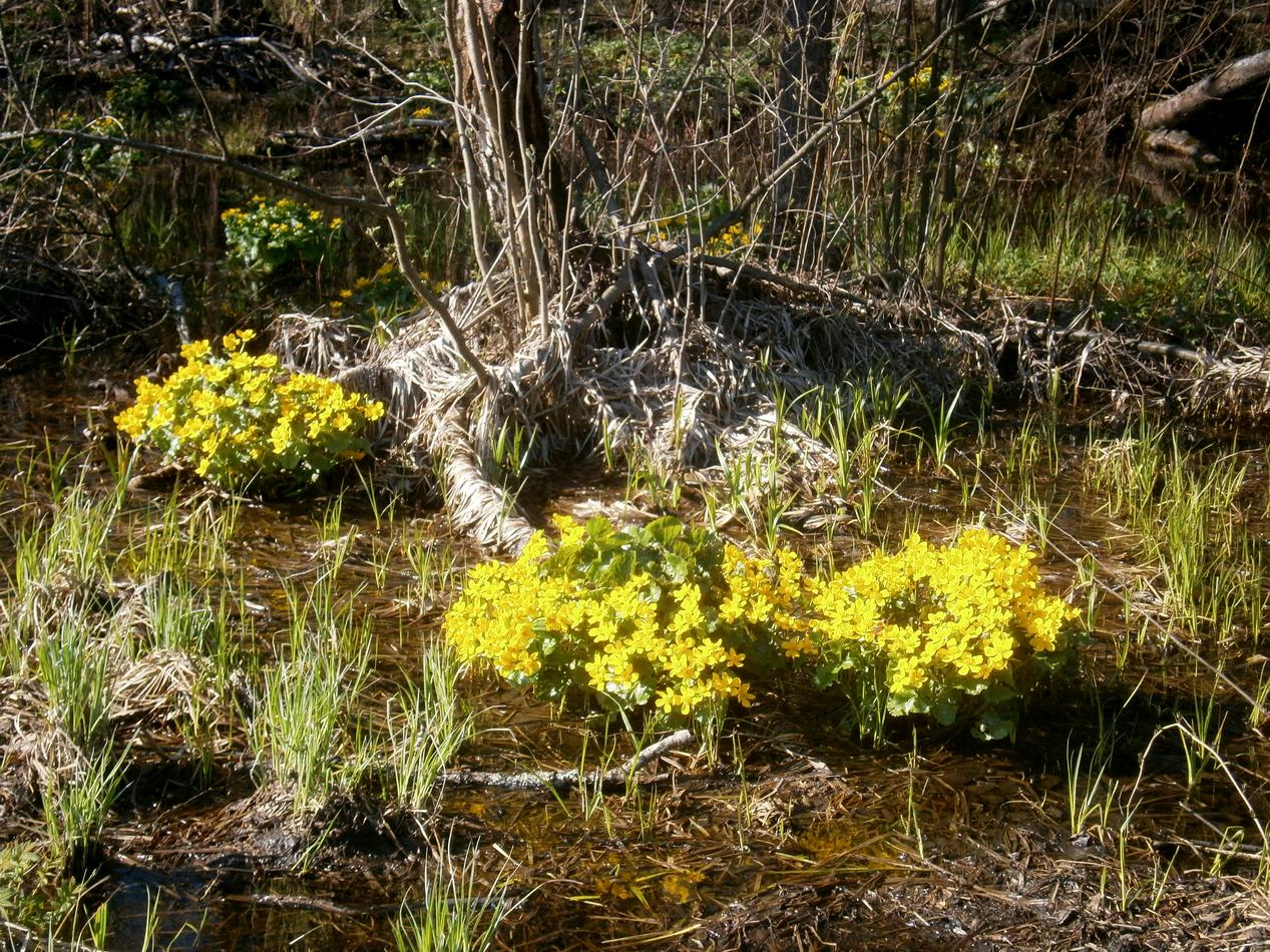 P2021184h.jpg
