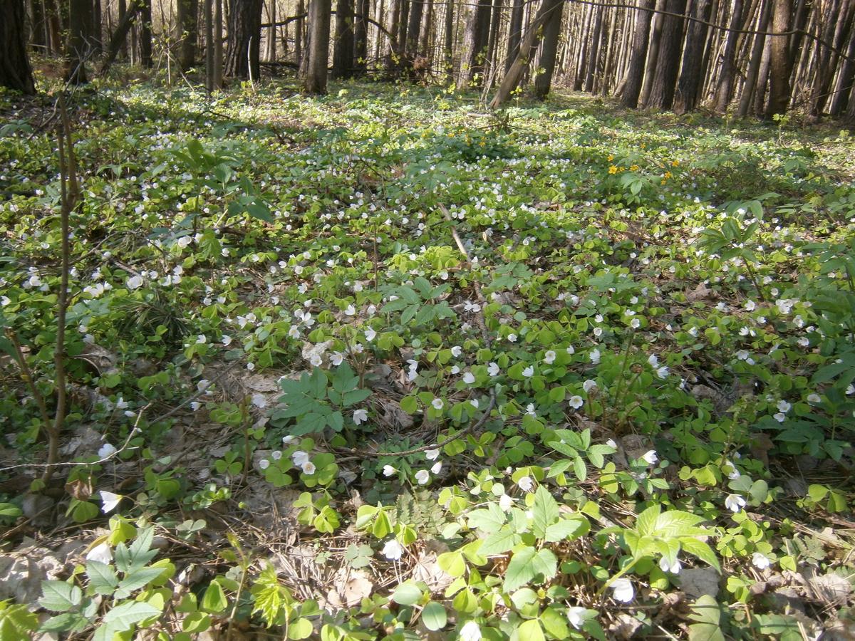 P2032964h.jpg