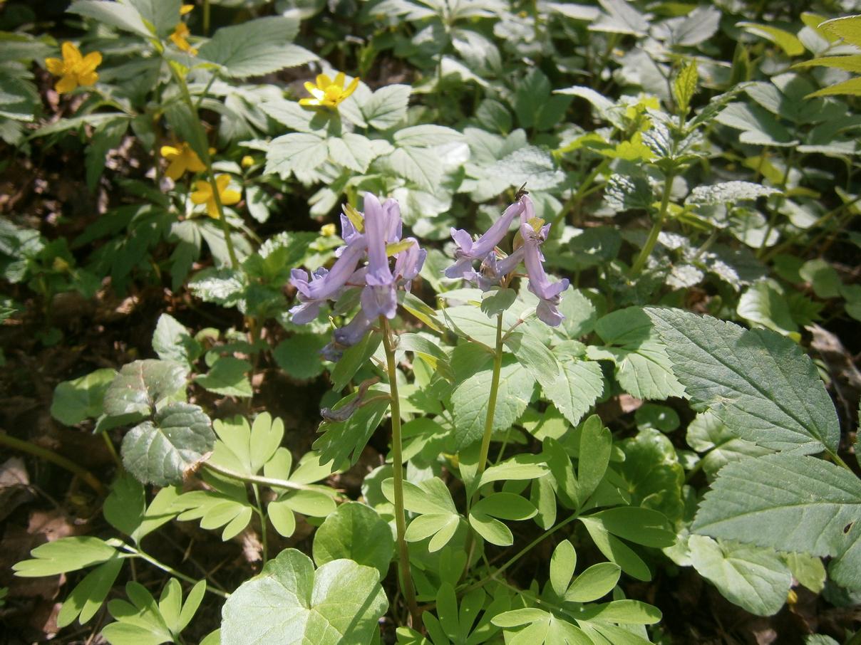 P2051188j.jpg