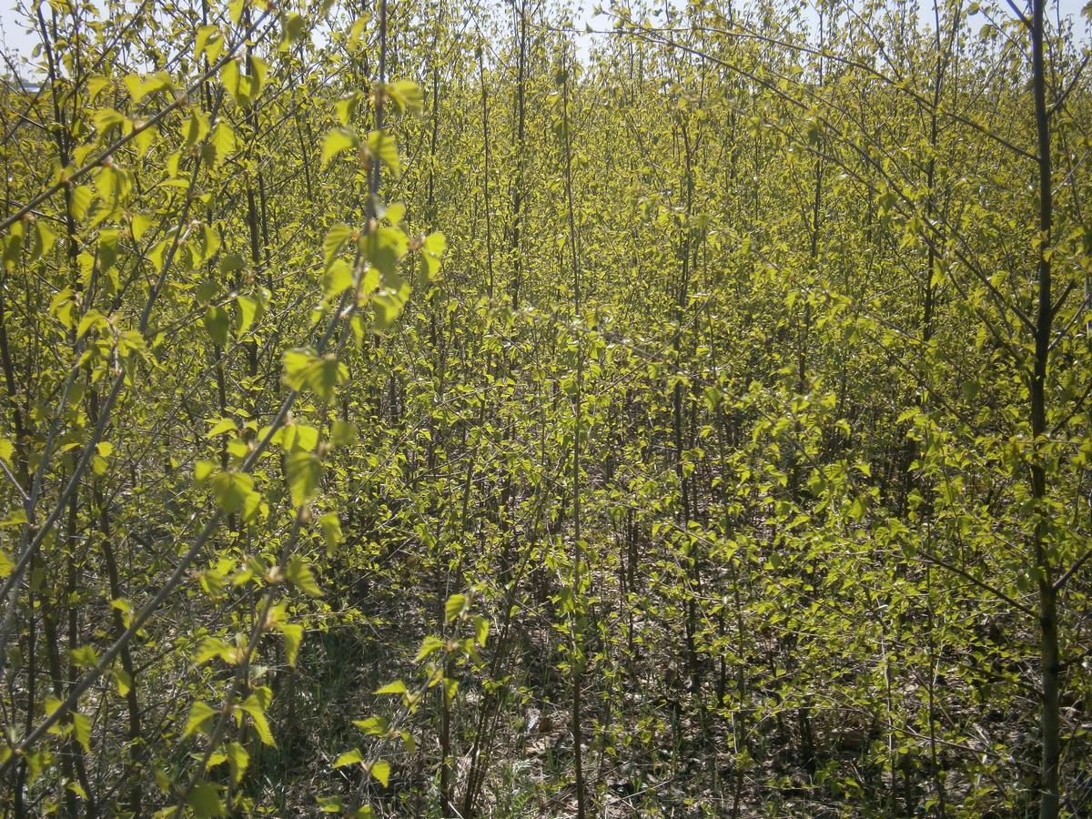 P2052976t.jpg