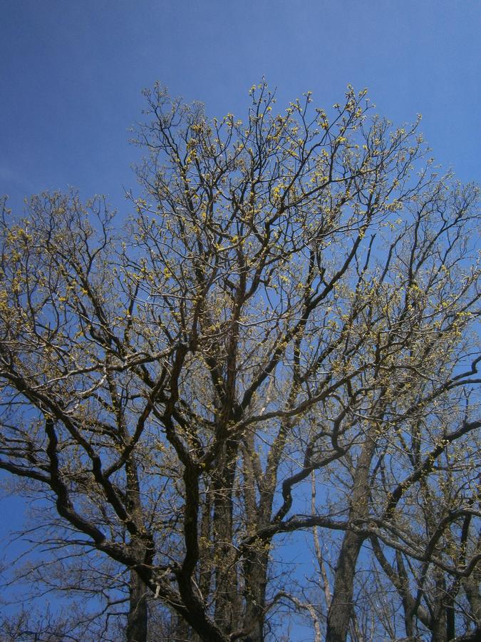 P2052979g.jpg