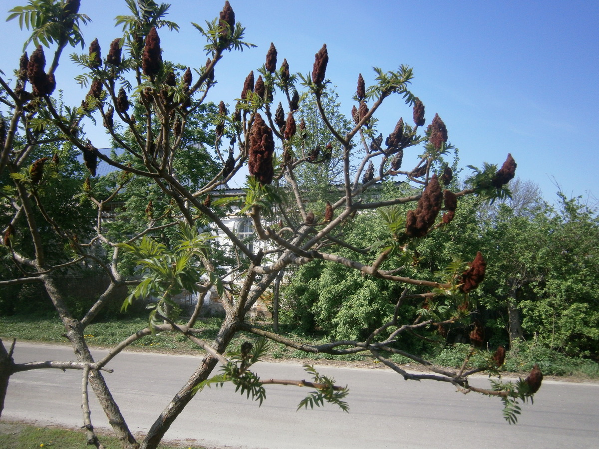 P2074118.JPG