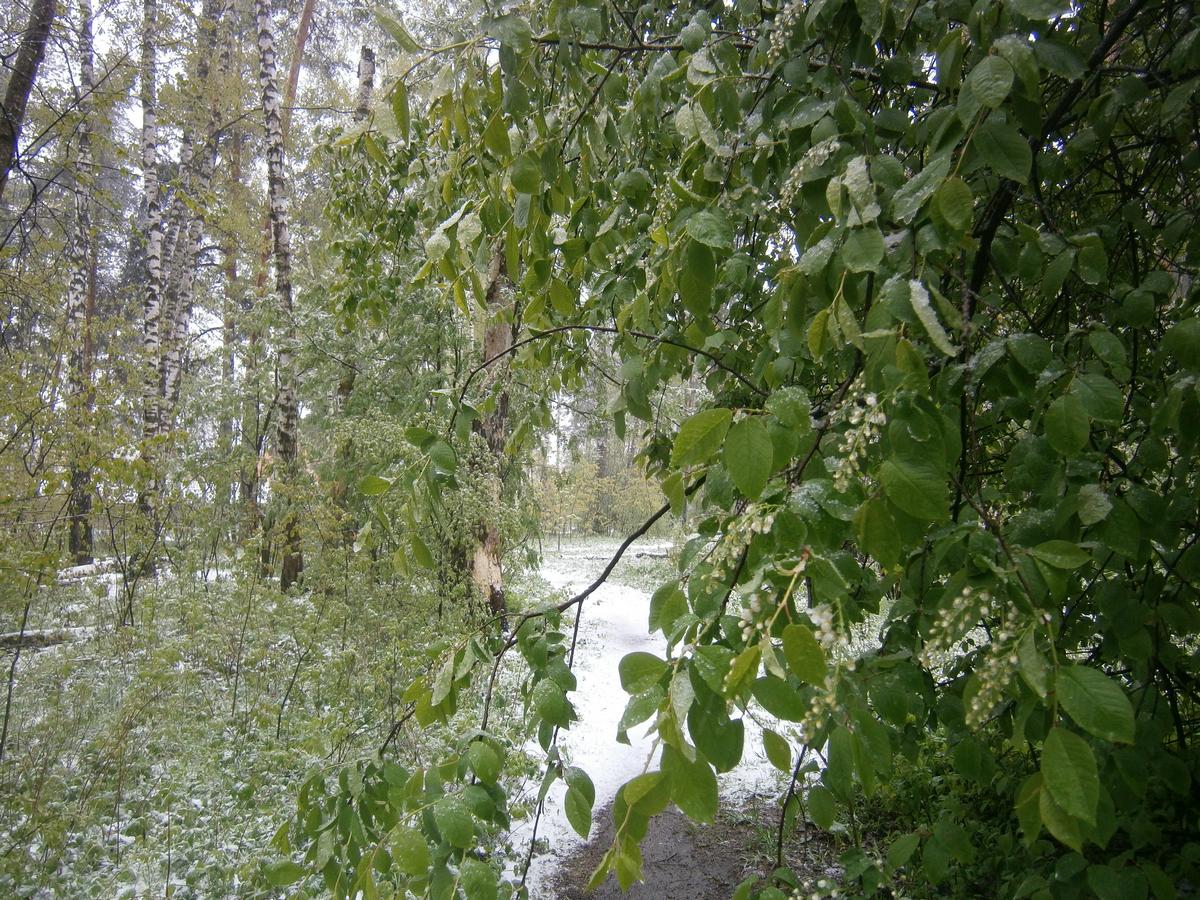 P2082995g.jpg