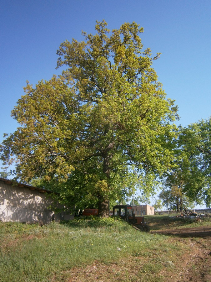 P2084131.JPG