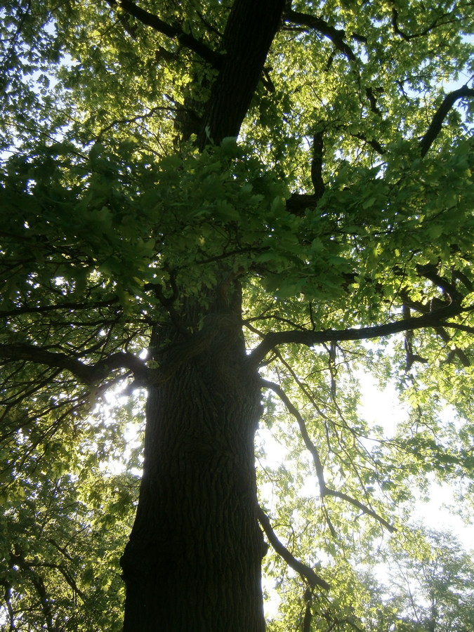 P2084141.JPG