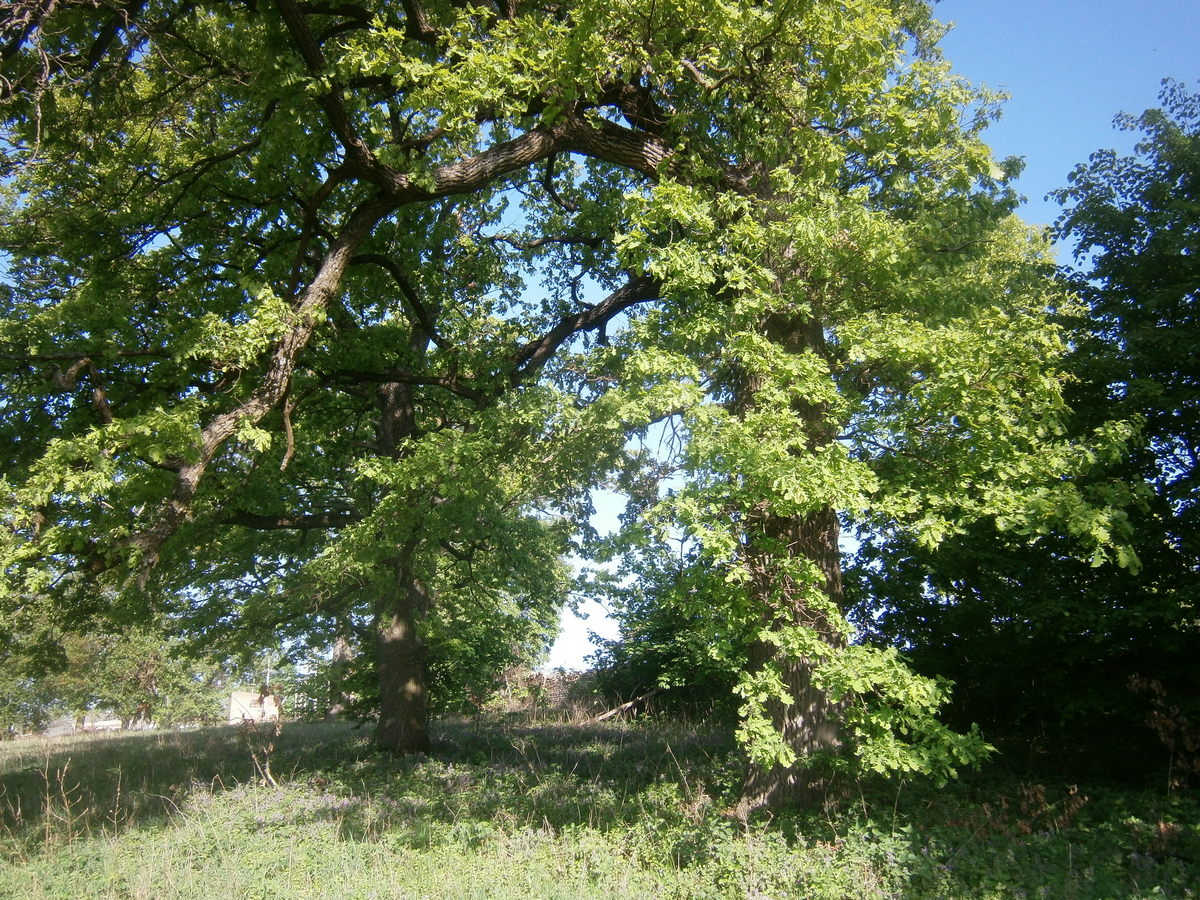P2084145.JPG