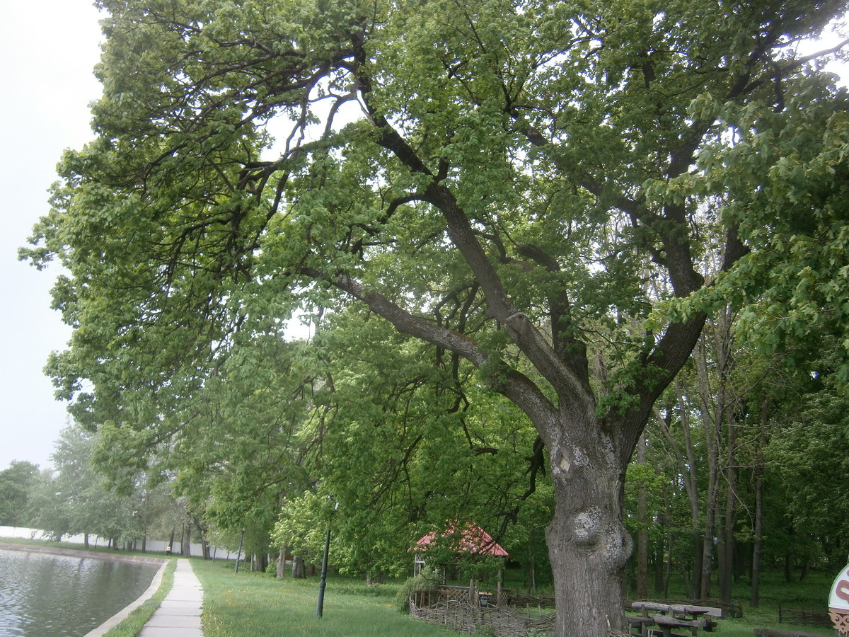 P2084198.JPG