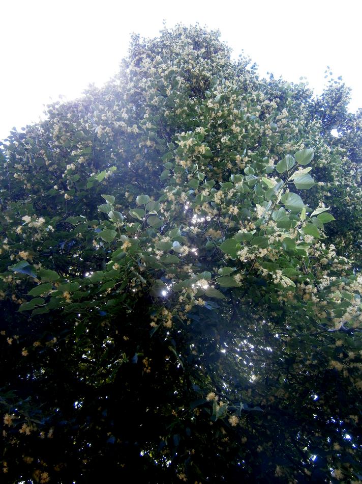 P4011585j.jpg