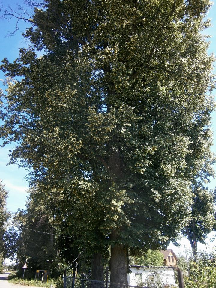 P4011600k.jpg