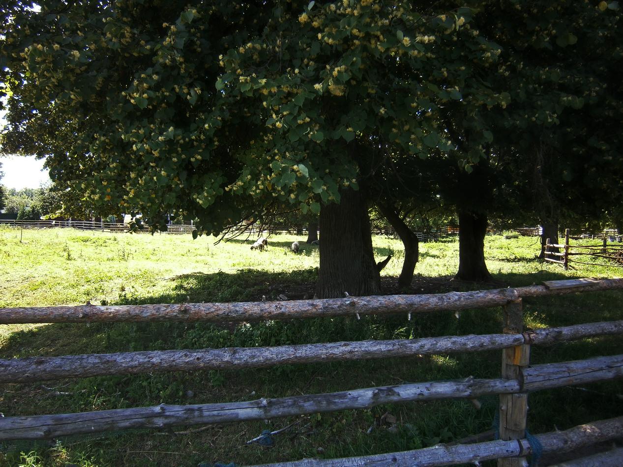 P4011626y.jpg
