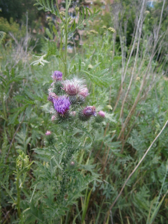 P4084409.JPG