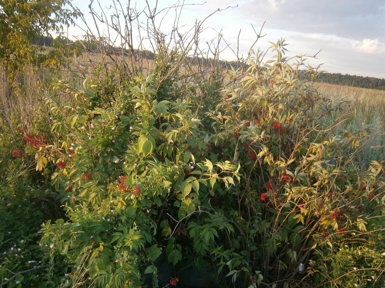 P4111707j.jpg