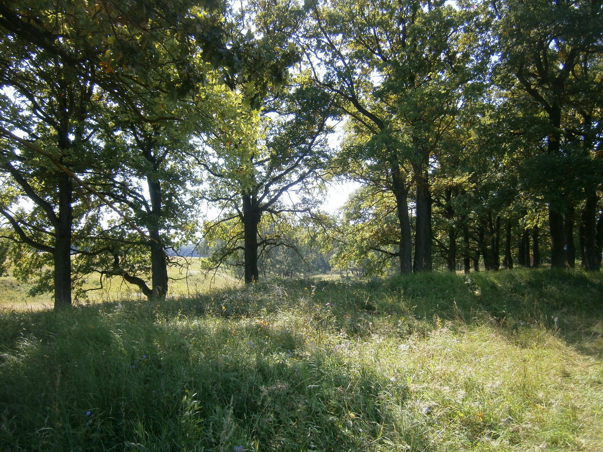 P5155272.JPG