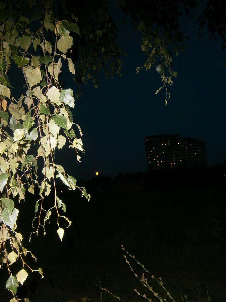 P5211782h.jpg