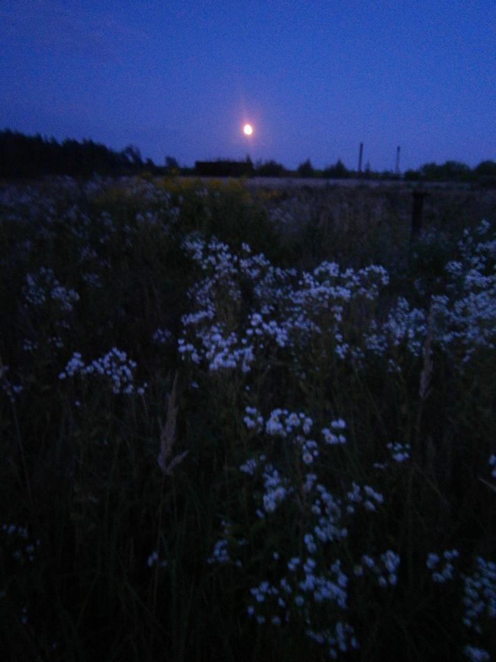 P5211790tr.jpg