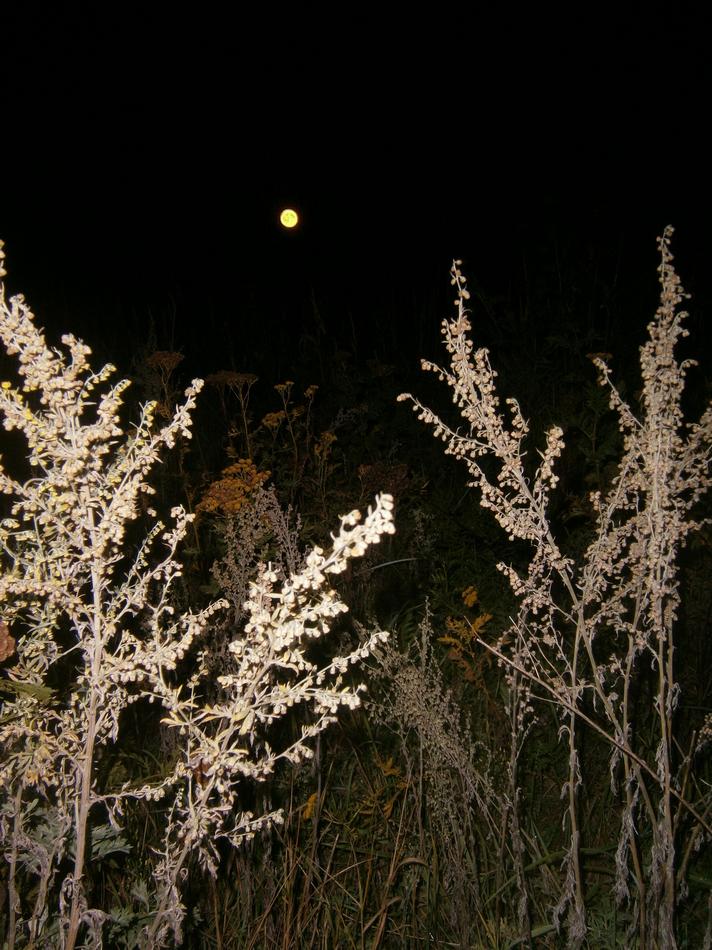 P5211801grg.jpg