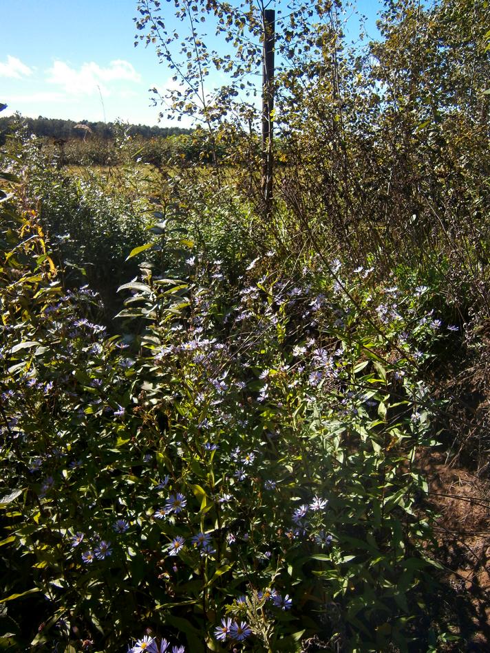 P6111849r.jpg