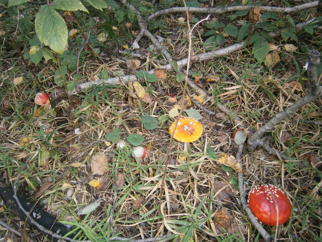 P6161872y.jpg