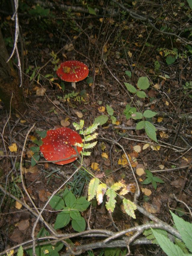 P6161878y.jpg