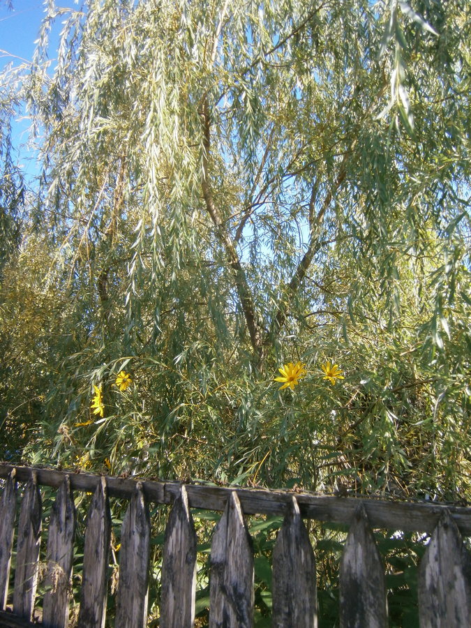 P6174464а.jpg