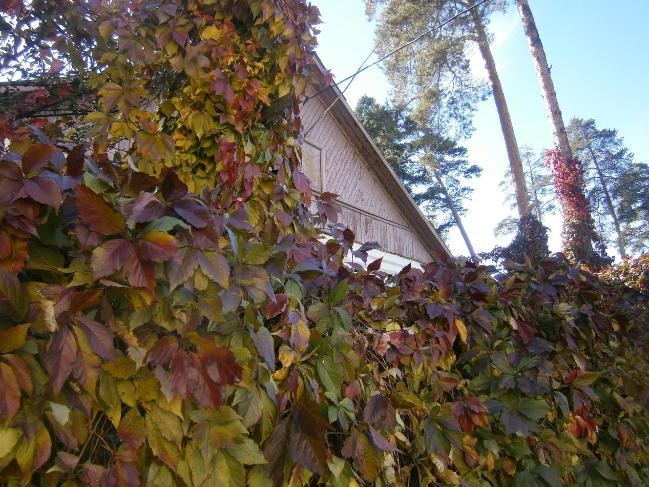 P6291912h.jpg