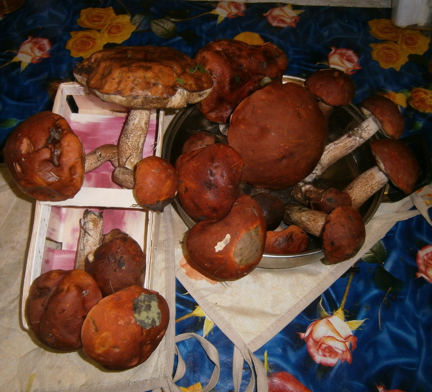 P7024590а.jpg