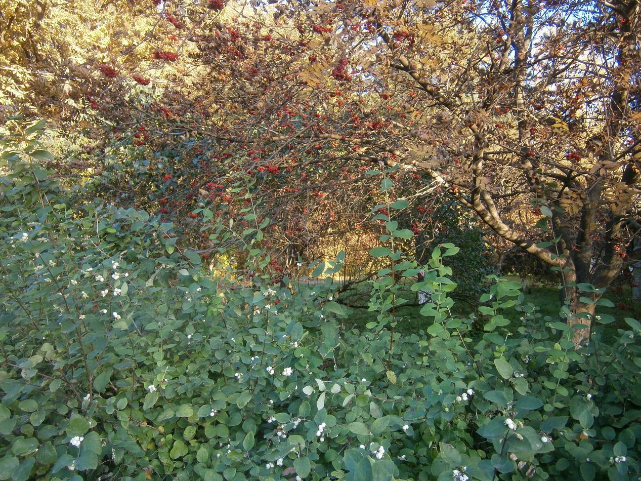 P7041989j.jpg
