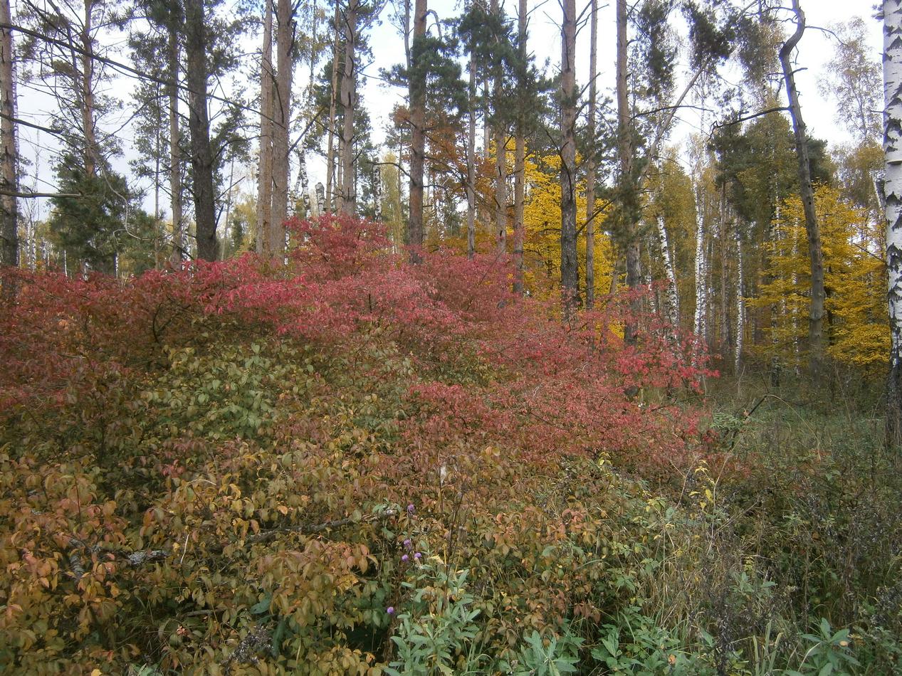 P7082020h.jpg