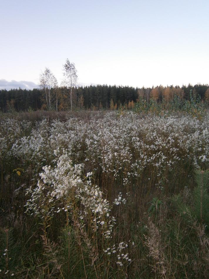 P7132236.JPG