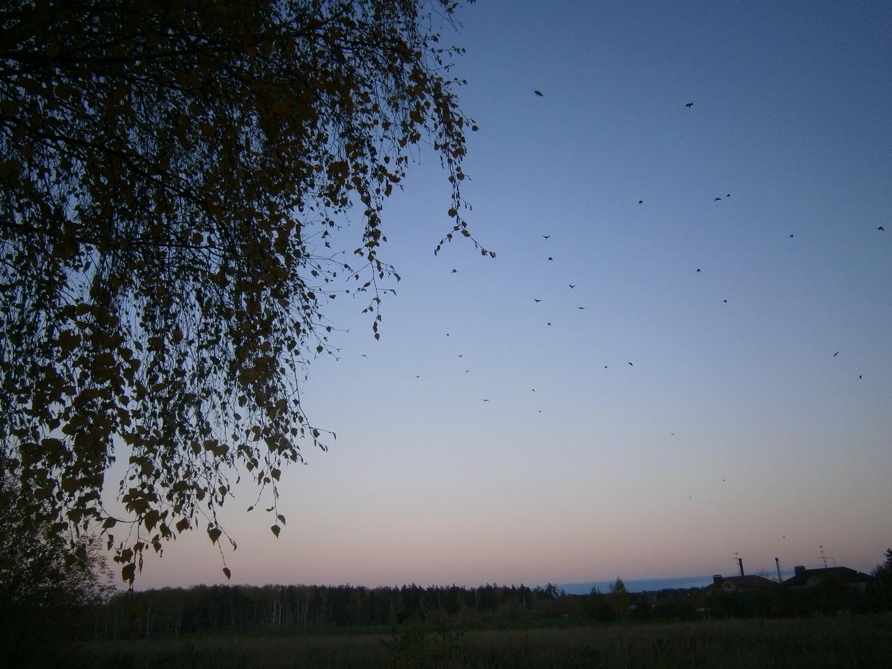 P7192271y.jpg