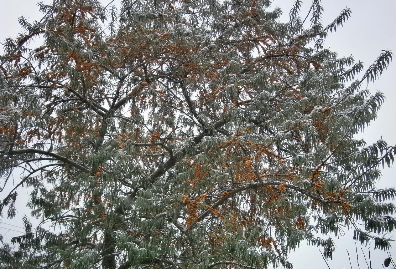P8012428g.jpg