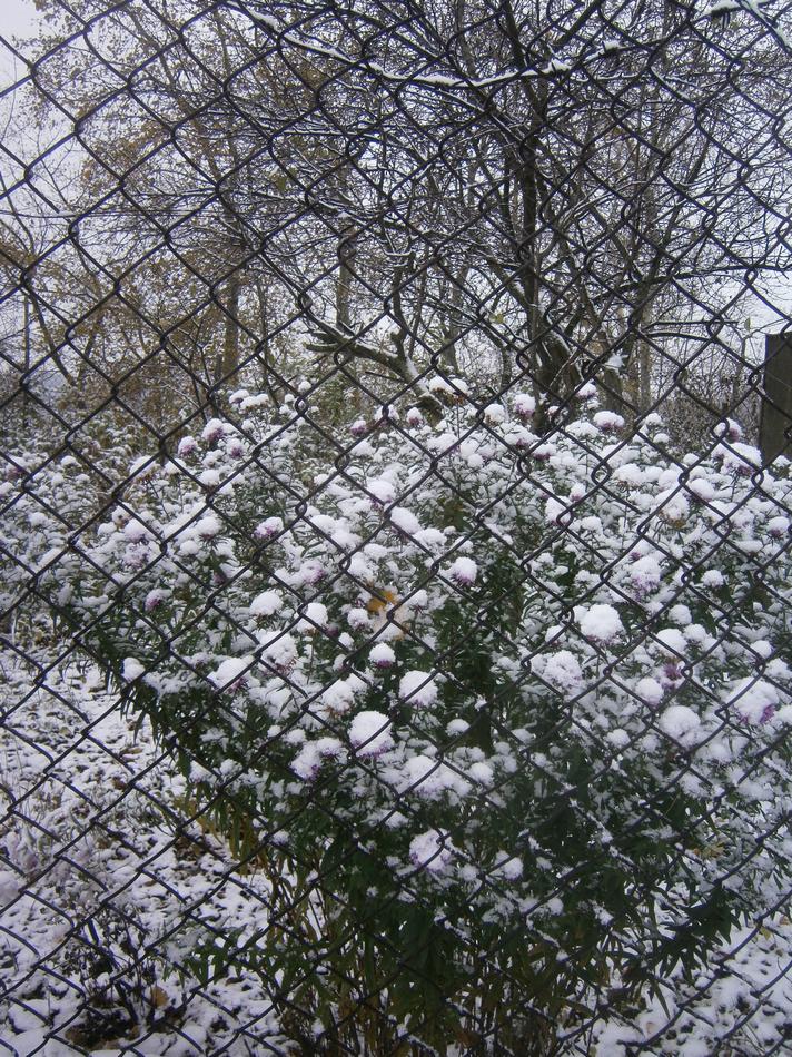 P8012450g.jpg
