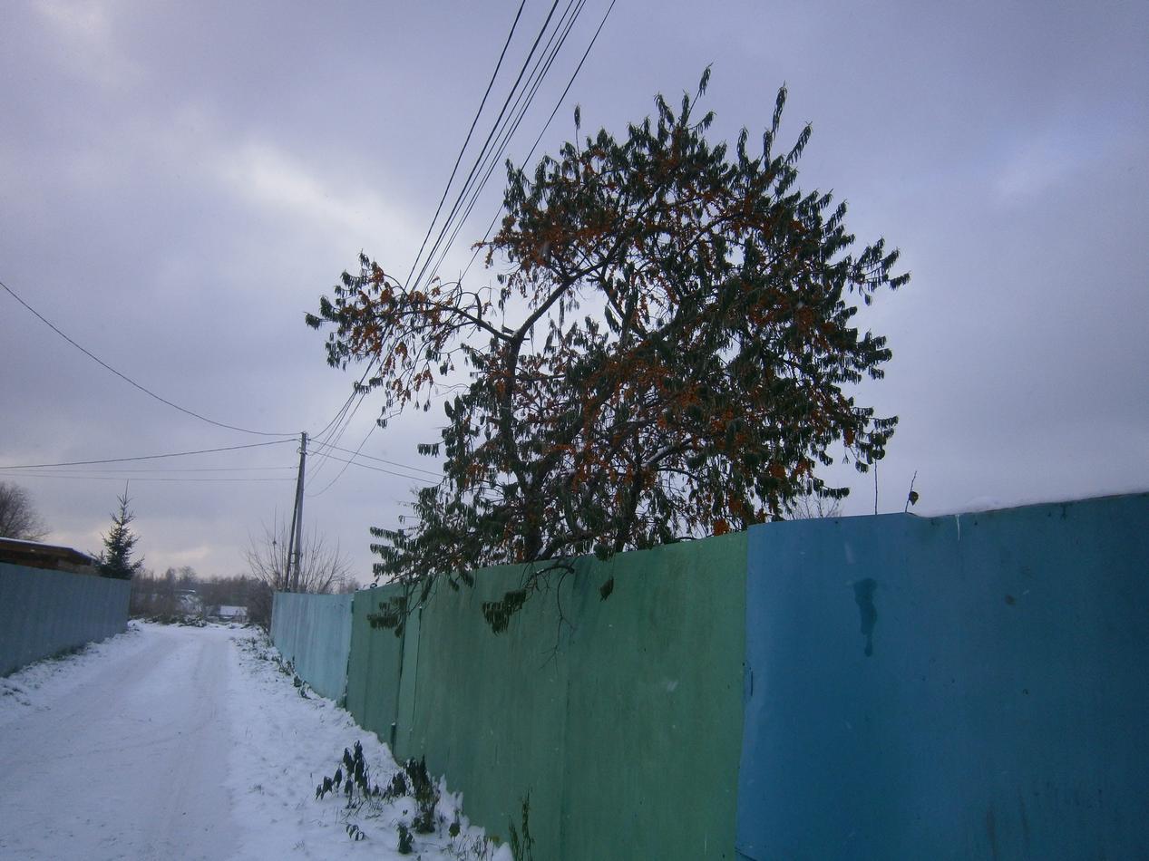 P8042506k.jpg