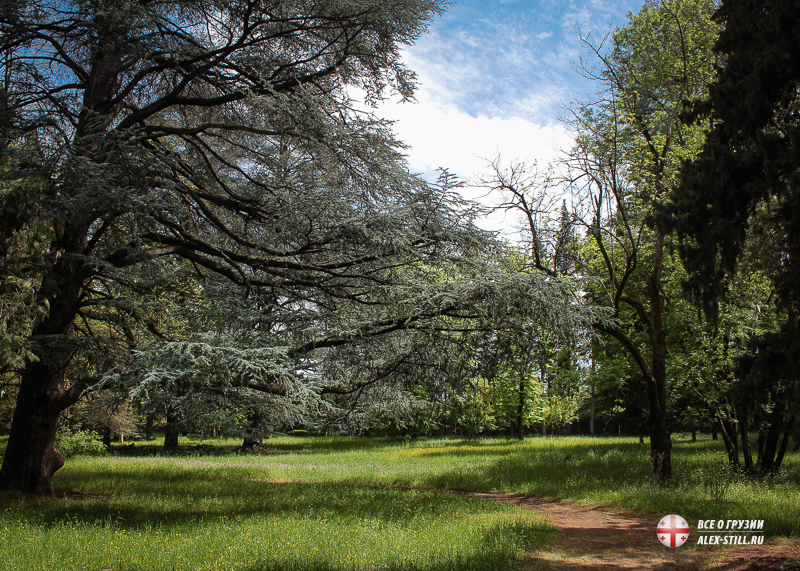 park-vokrug-usadby-chavchavadze.jpg